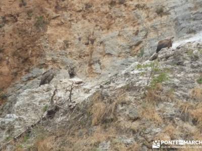 Hoces Río Duratón - Villa Sepúlveda; rutas fin de semana largo viajes senderismo verano